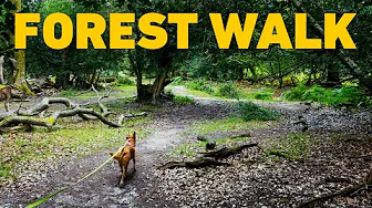 NO ADS Virtual Dog Walk through English Woodland 🐾  DOG TV 🌳 Nature Sounds 4K HDR