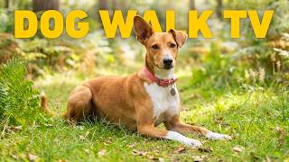 Summer Dog Walk through English Woodland