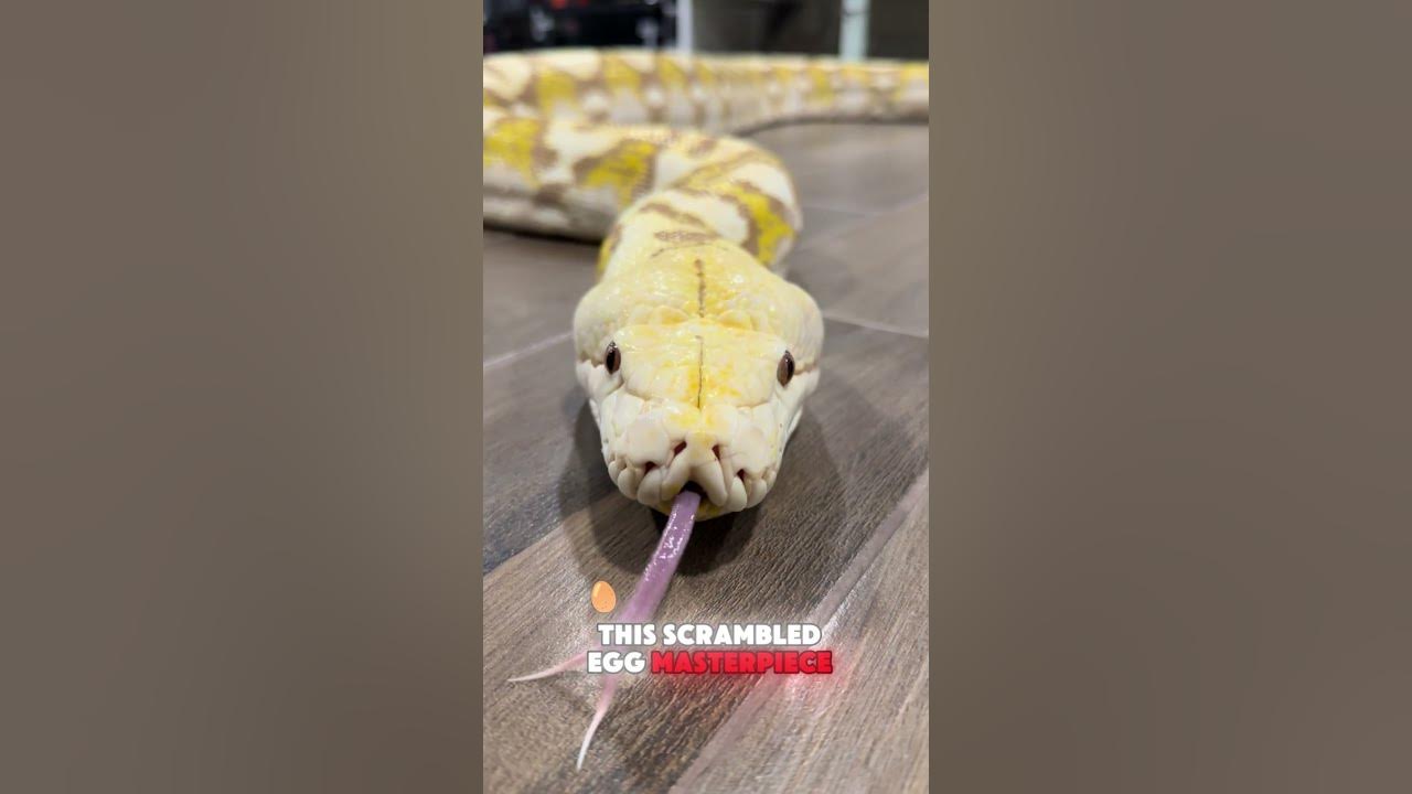 Yellow Reticulated Python Snake Poops Scramble Eggs On His Cooking Show ...