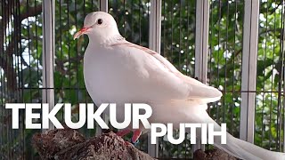 TEKUKUR SULTAN BIRAHI DAN GACOR