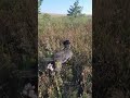 Дратхаар. Работа  по курапаткам. #pointingdog #huntingdog #дратхаар #охотасдратхааром