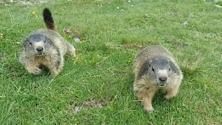 Saas Fee marmots, Switherland