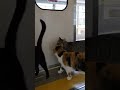 【仰天】車内に猫集団…通勤ラッシュ発生🐱🐱🚃 #cat #train #funny #japan #cute @chiero_piero