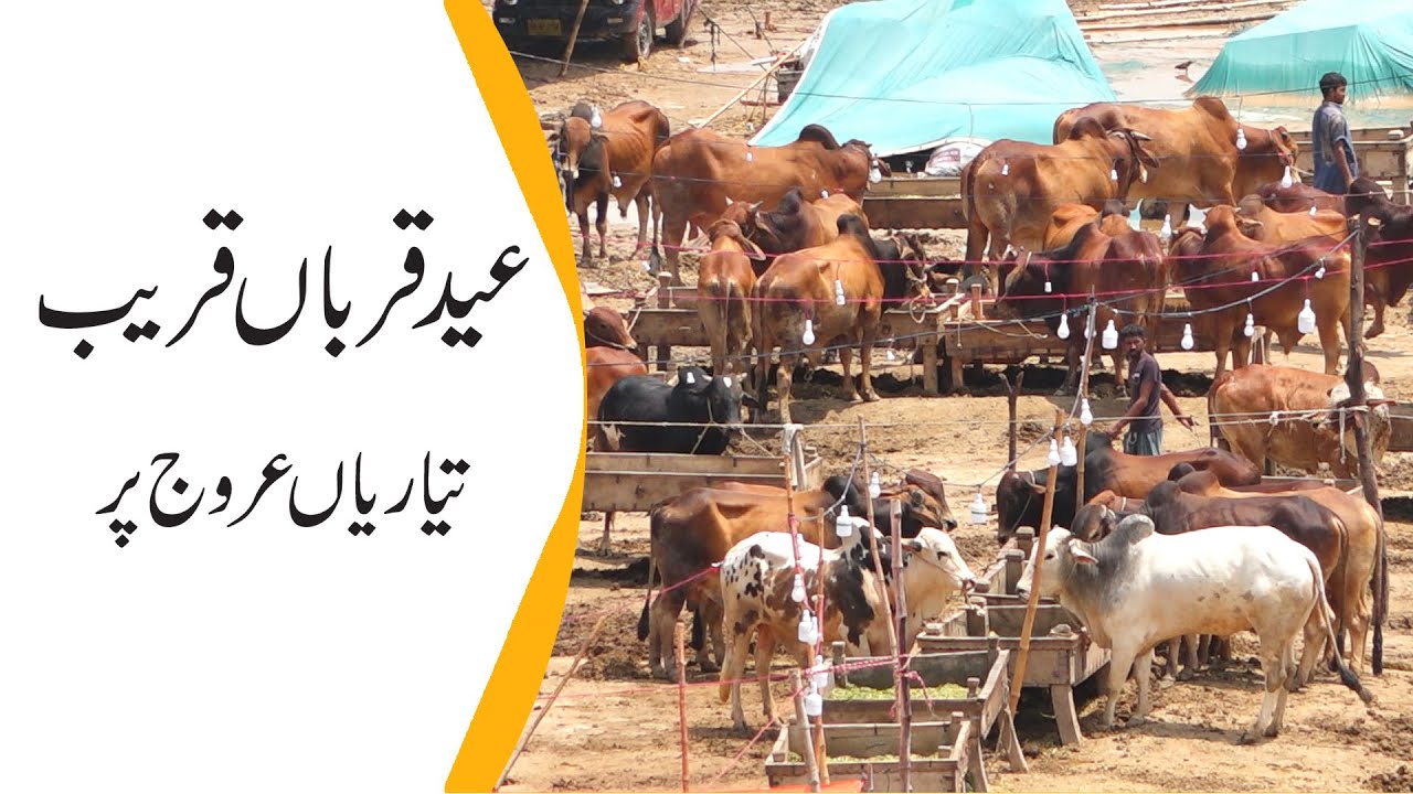 cattle market preparation BSTV YouTube cattle market preparation BSTV YouTube