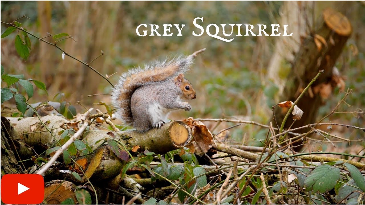 Grey Squirrel in the UK