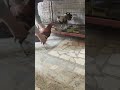 نیو مرغا Allahhuakbarallahhuakbar Aseelmurga Birds Chicken نیو مرغا Allahhuakbarallahhuakbar Aseelmurga Birds Chicken