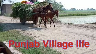 Village natural beautiful of Punjab Pakistan | Village Life of Punjab | Life and taste with qaiser