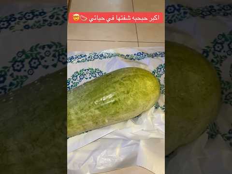 اول مره في حياتي اشوف حبحبه بالطول هذا محمود هاشم عاشور بطيخ حبحب جح اغرب الاشياء