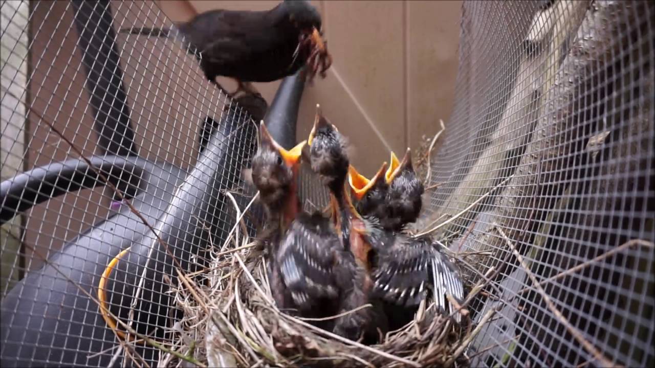 Blackbird Chicks feeding and in nest YouTube