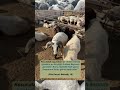 KURBAN BAYRAMI GÜNÜ'nün ALLAH KATINDAKİ FAZİLETİ HAKKINDA