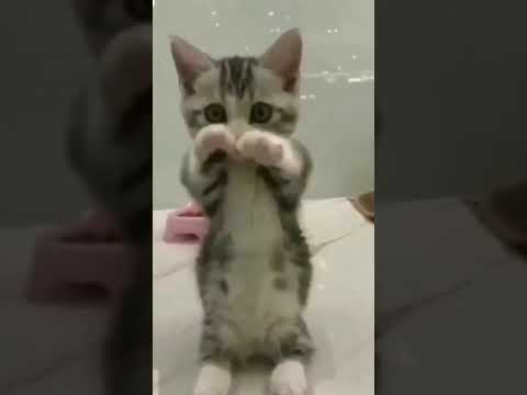 يازين الوقفة