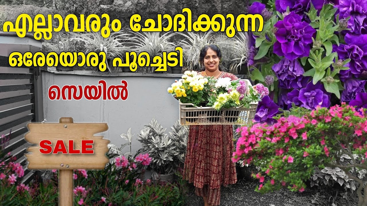 എല്ലാവരും ആഗ്രഹിച്ച പൂച്ചെടികൾ സെയിൽ /sale sale sale