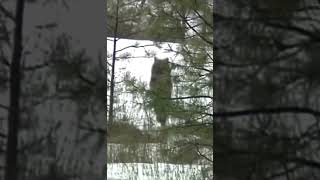 Огромный якутский одинокий волк🐺🌲 в лесном участке рыбный,заметил нас и убежал в лес🌲🌲🌲.