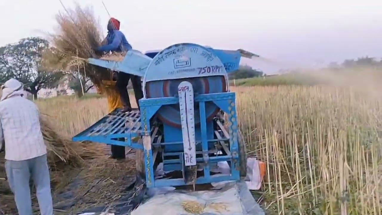 💪 थ्रेसर गरजा, सरसों गिरा – आज खेत में पूरा दम दिखाया