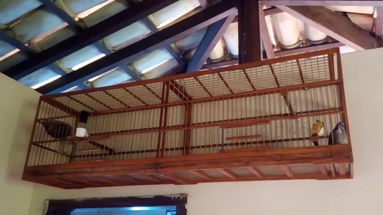 Fêmea de trinca ferro machiando para aprontar machos.