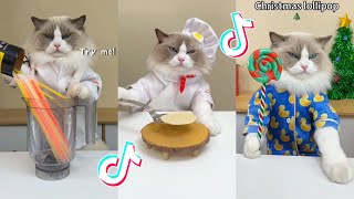 That Little Puff | Cats Make Food 😻 | Kitty God & Others | TikTok 2024 #34