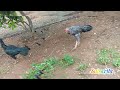 P.S farm karur 🐓