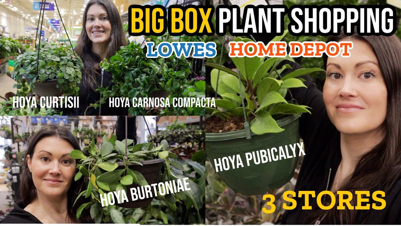 HUGE HOYA At Lowe's & Home Depot! Big Box Plant Shopping For Indoor ...