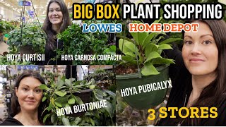 HUGE HOYA At Lowe's & Home Depot! Big Box Plant Shopping For Indoor Plants - 3 Stores by Plant Life with Ashley Anita 17,199 views 3 months ago 35 minutes