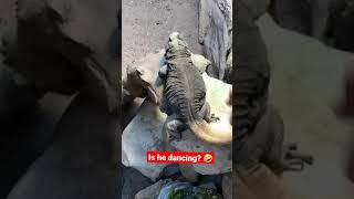 Lizard dancing