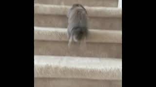 Cute Bunny Running Up Stairs