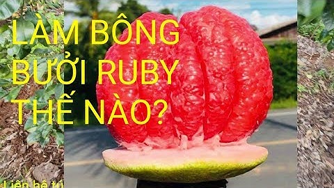 Làm bông cho cây Bưởi Ruby 2 năm tuổi _ p1