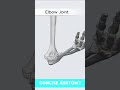 حركات مفصل الكوع الثني والبسط تشريح موجز مفصل الكوع الكوع علم العظام