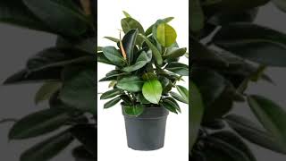 картинка: обрезка фикуса, формировка куста