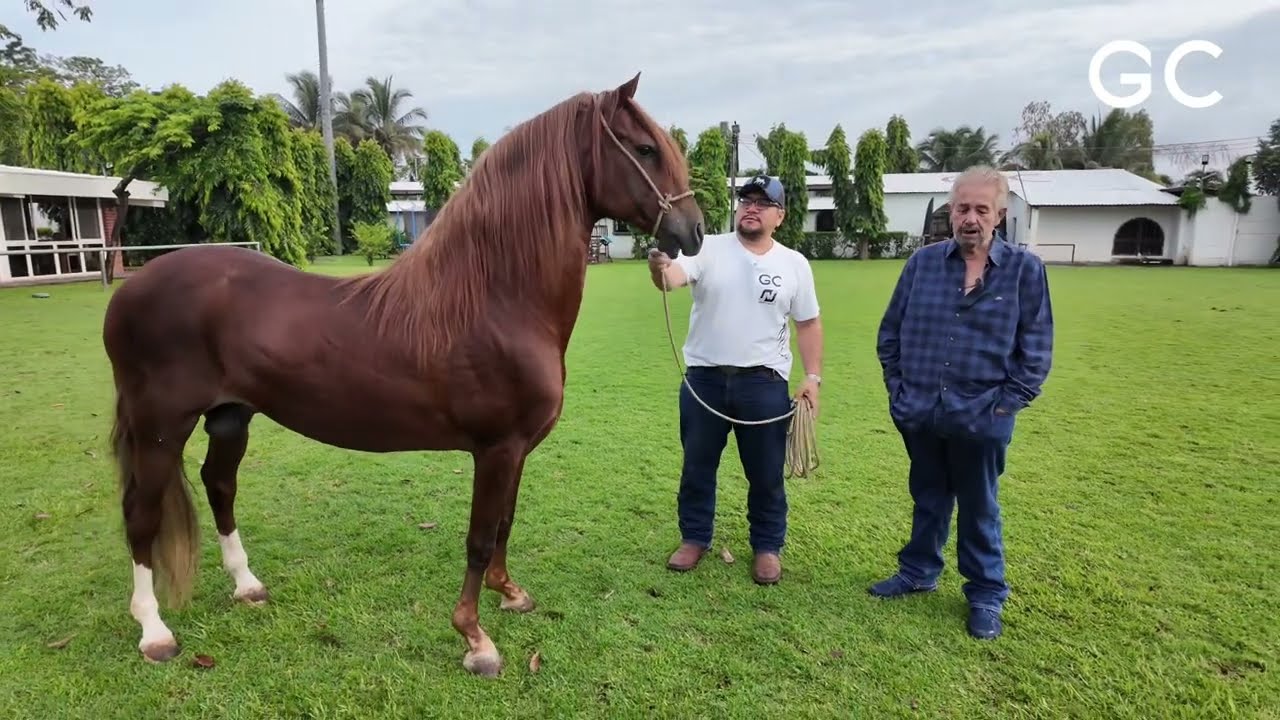 GC LOTUS y algunas de las crías que nos ha dejado…