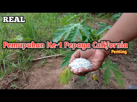 Video: Adakah kita perlu memakai topeng di california?