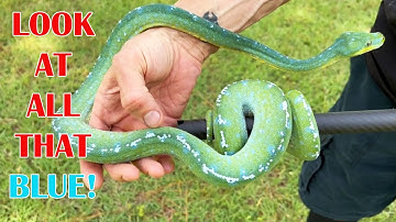 ARU GREEN TREE PYTHON UPDATE; HYPO PIED BALL PYTHON CLUITCH!