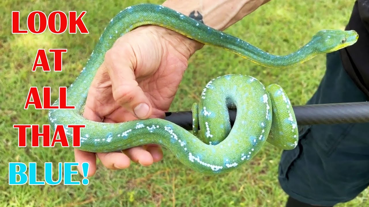 ARU GREEN TREE PYTHON UPDATE; HYPO PIED BALL PYTHON CLUITCH! - YouTube
