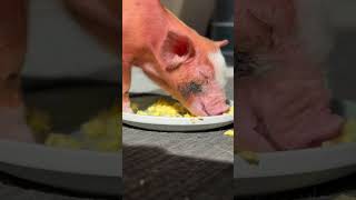 This Pig Lives In My House