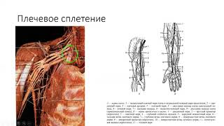 Спинномозговые нервы - анатомия