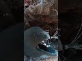 Shrimp Cleans Giant Eel Teeth #shorts