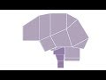 Brain Anatomy - 3D Schematic