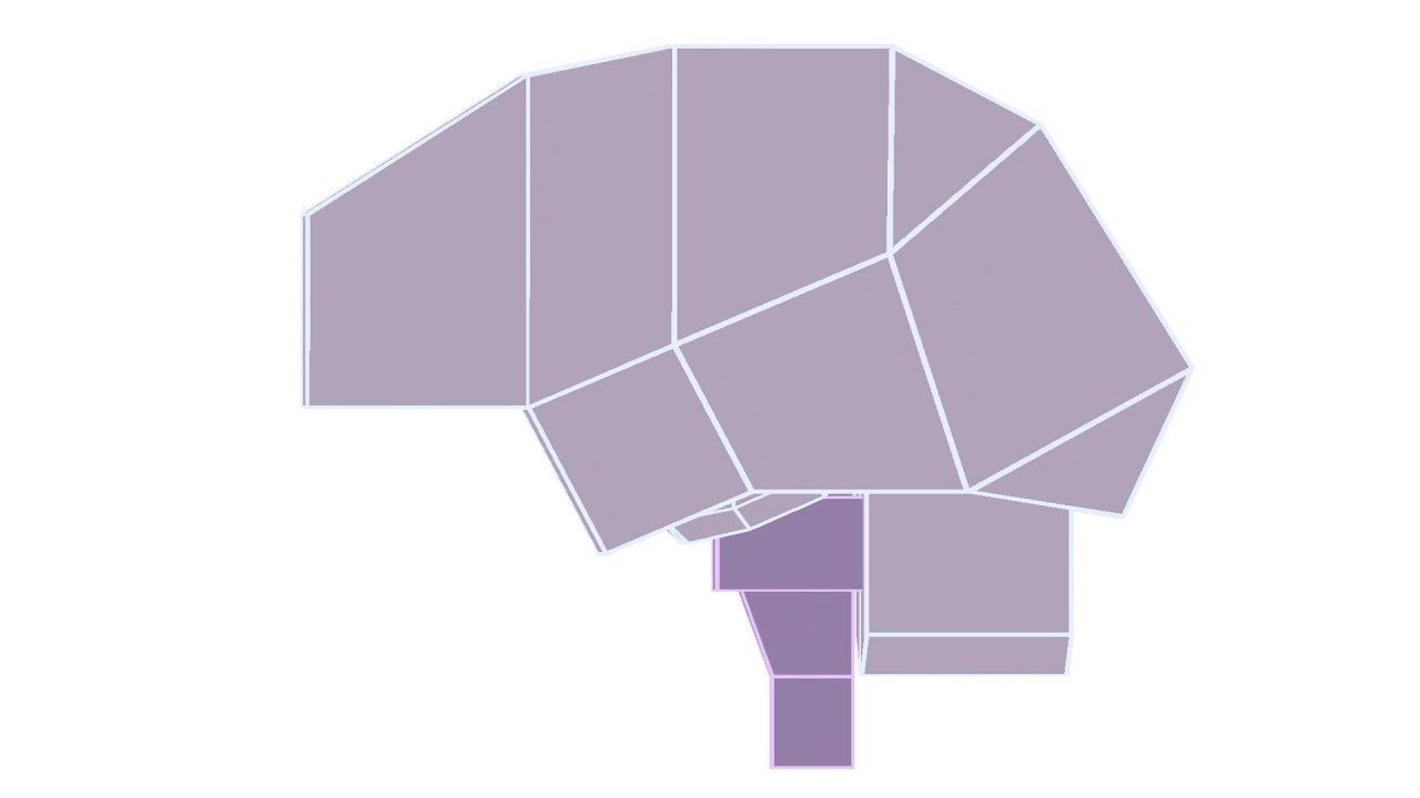 Brain Anatomy - 3D Schematic