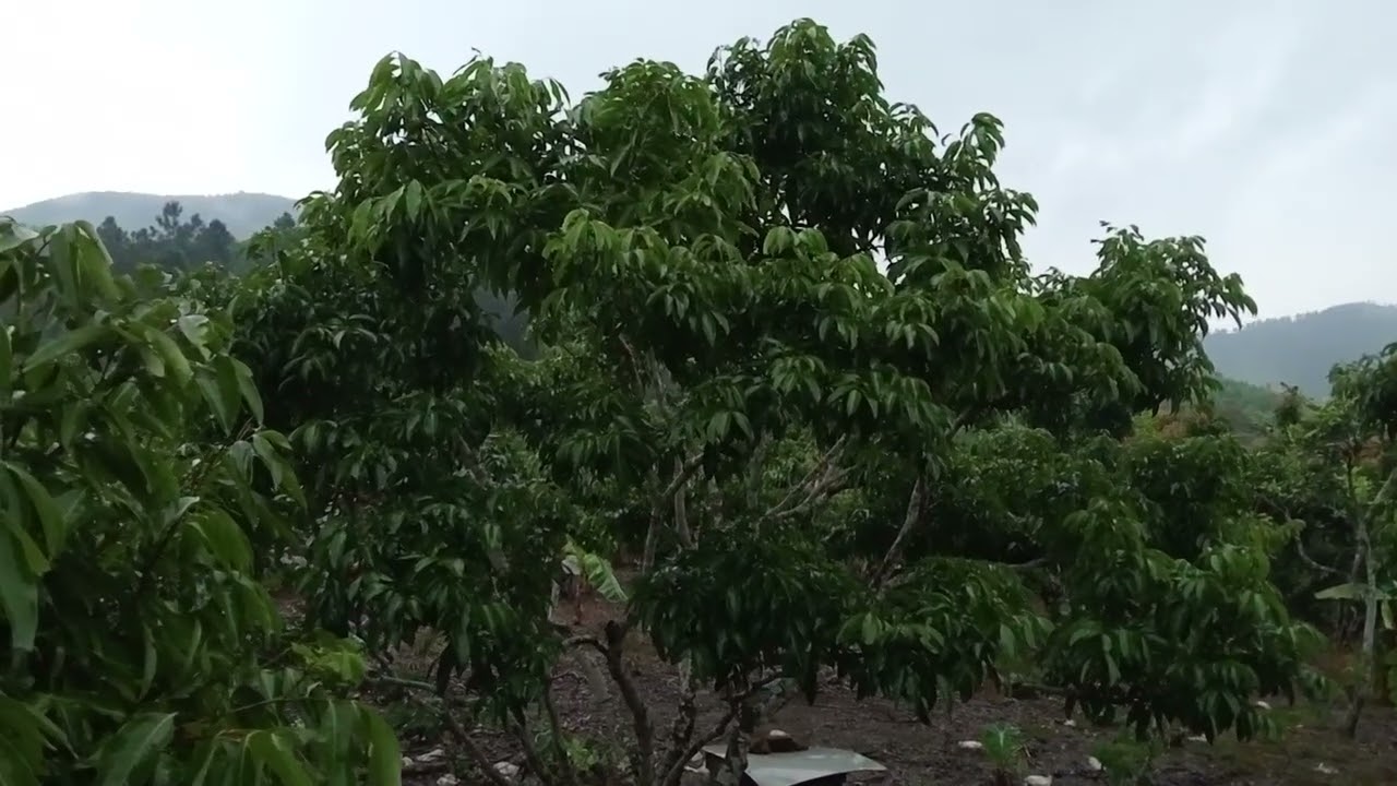 Vải thiều năm 2026 hai trăm nghìn 1kg không có mà mua 