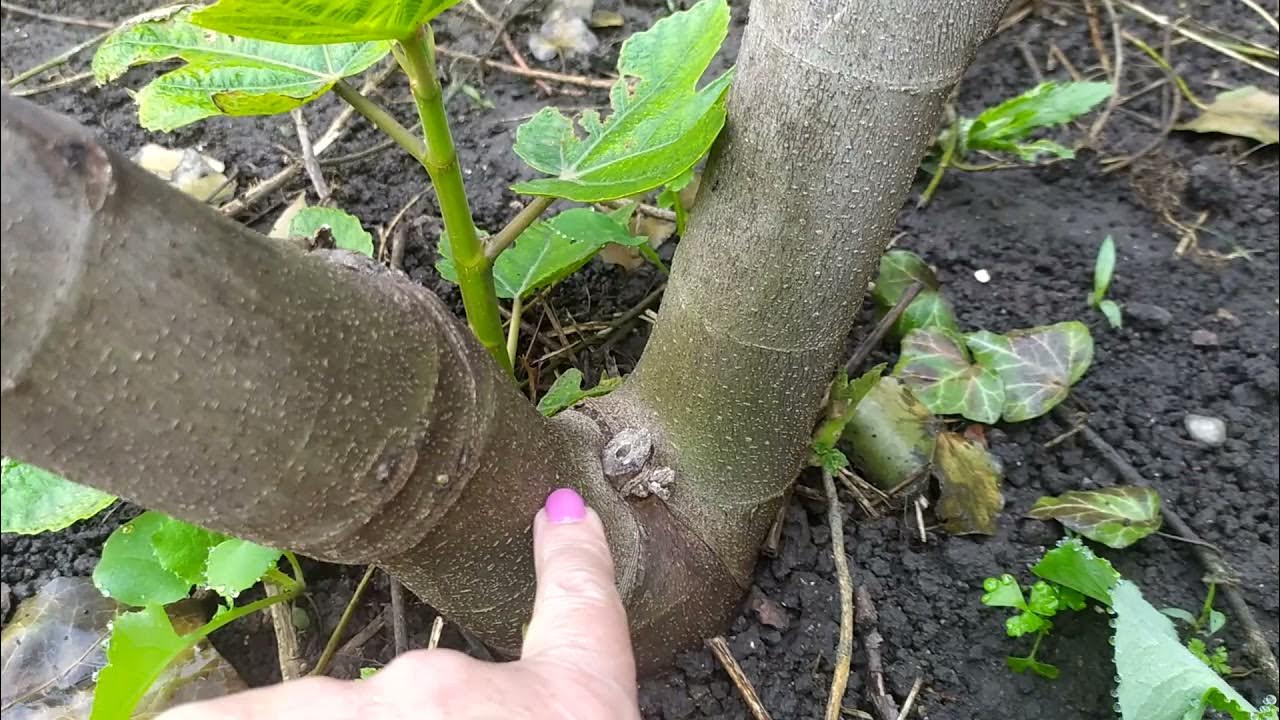 Инжир афганика. Как поливать инжир летом. Инжир зимой. Формировка инжира деревом. Листья инжира.