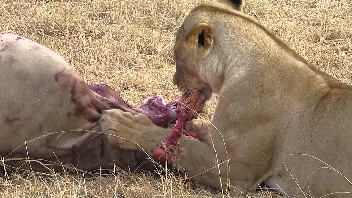 Masai Mara lion at breakfast