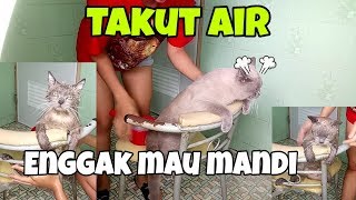 Mandiin Kucing Yang Takut Air, Enggak Mau Mandi