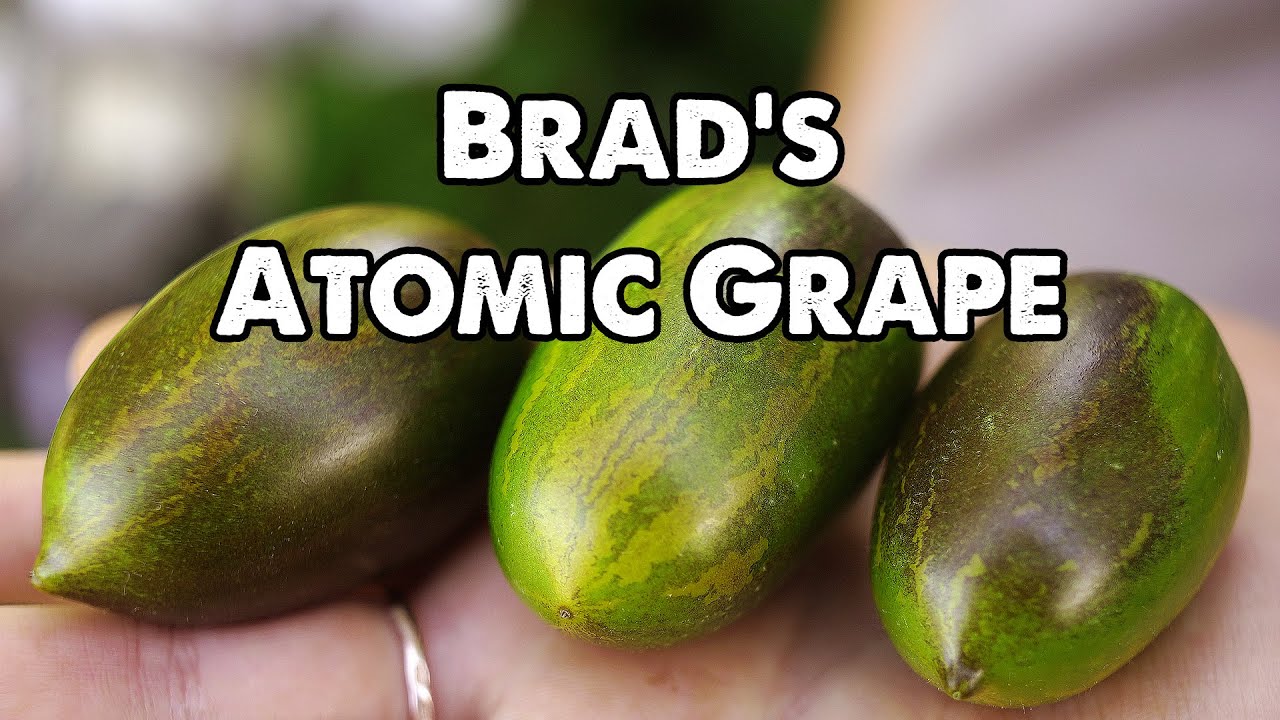 Brad's Atomic Grape Tomato YouTube