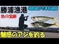 勝浦漁港でアジのサビキ釣りしたら次々に魚が釣れて8目達成!外房随一の魚種の宝庫勝浦の海はやっぱりすごかった【カツオ水揚げ日本一】