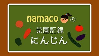 【100円均一　にんじん（人参）栽培中】家庭・市民菜園で野菜作り