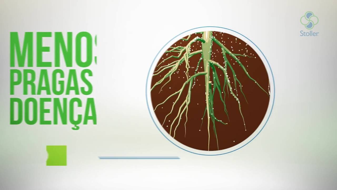 Rizotec: O jeito mais eficaz de se controlar os nematoides.