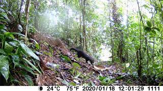 Tolomucos En Eco Senderos