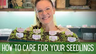 You Grew Some Seeds, NOW WHAT?  || Seedling Care || Preventing  Damping Off || Thinning Seedlings