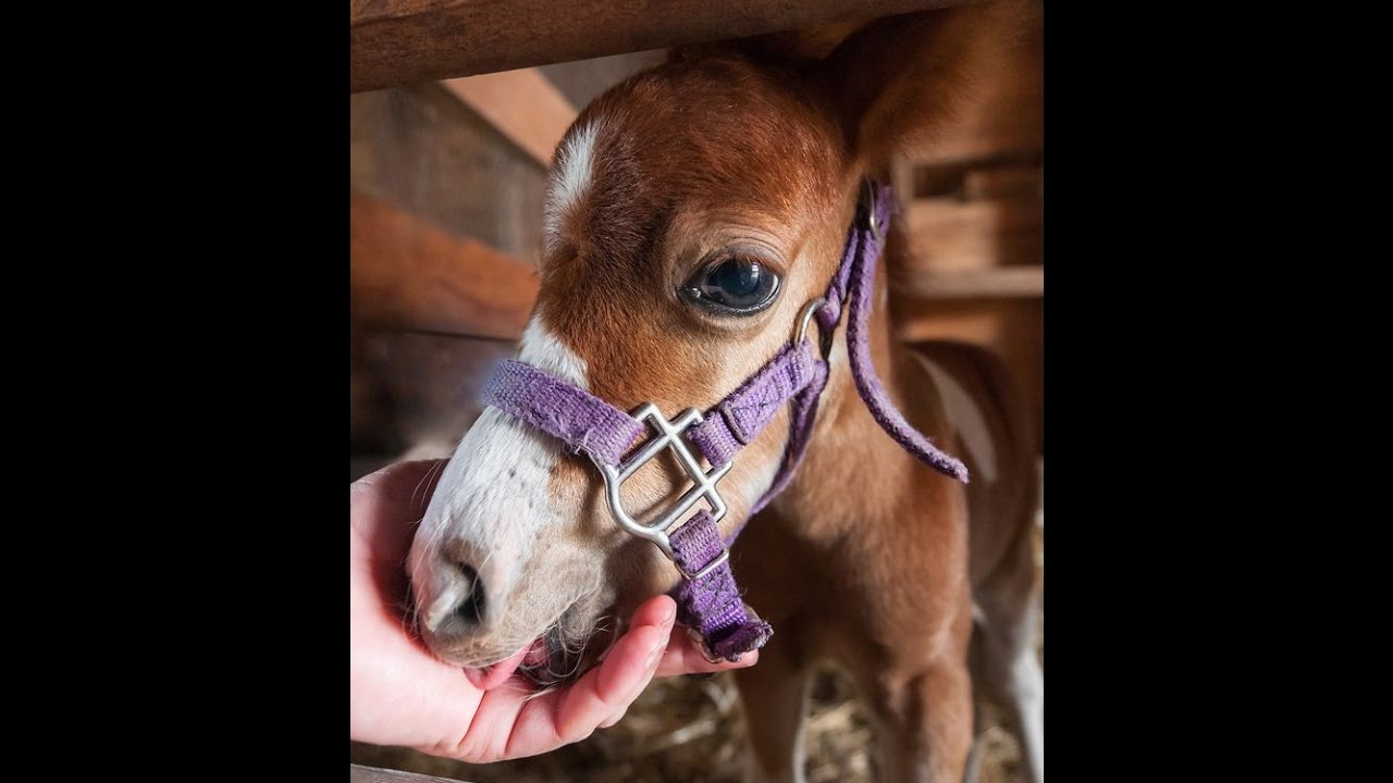 Wildomar Horse Property YouTube