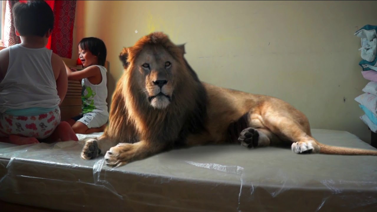 AHMAD'S PET YouTube
