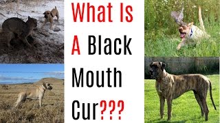 Introducing The Black Mouth Cur!!! by 2 Pitbulls 29,020 views 7 years ago 6 minutes, 37 seconds